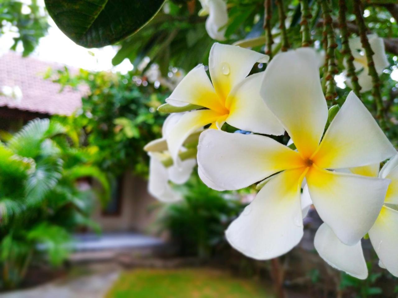Pemuteran Angga Guest House מראה חיצוני תמונה